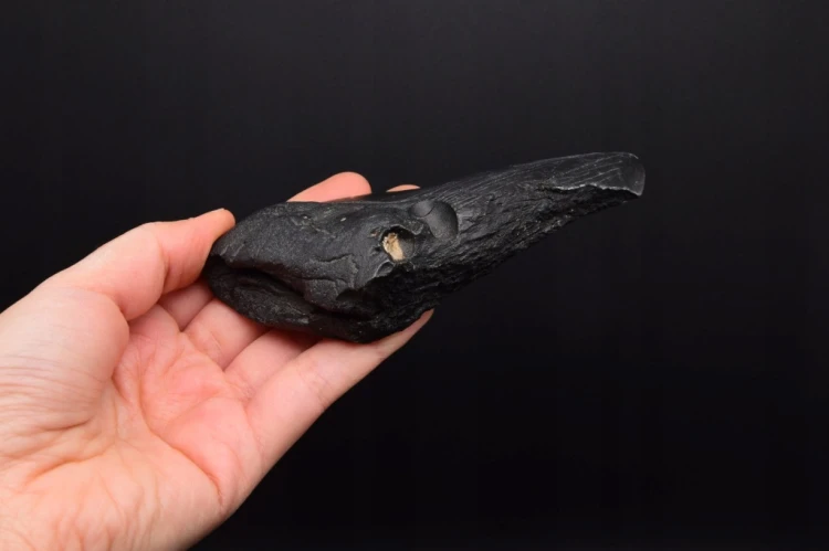 * MEGALODON REKIN WYJĄTKOWY SKAMIENIAŁY ZĄB CZARNA BARWA NR 4 *