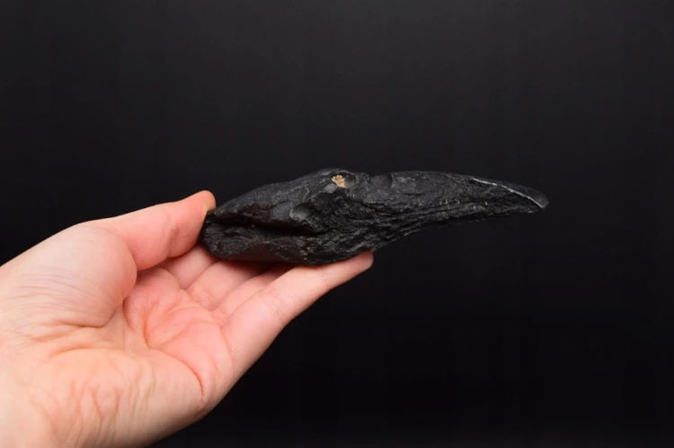 * MEGALODON REKIN WYJĄTKOWY SKAMIENIAŁY ZĄB CZARNA BARWA NR 4 *