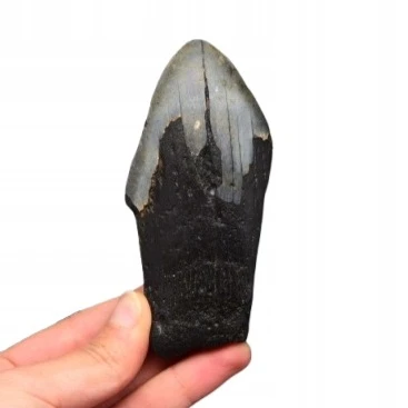* MEGALODON REKIN SKAMIENIAŁY ZĄB ORYGINALNY OKAZ NA PREZENT NR 2 *