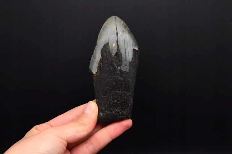 * MEGALODON REKIN SKAMIENIAŁY ZĄB ORYGINALNY OKAZ NA PREZENT NR 2 *