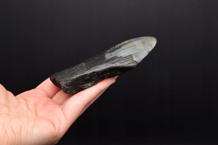 * MEGALODON REKIN SKAMIENIAŁY ZĄB ORYGINALNY OKAZ NA PREZENT NR 2 *