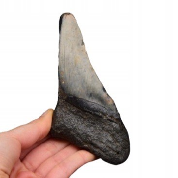 * MEGALODON REKIN SKAMIENIAŁY ZĄB RZADKA SKAMIENIAŁOŚĆ DO KOLEKCJI NR 1 *