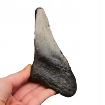 * MEGALODON REKIN SKAMIENIAŁY ZĄB RZADKA SKAMIENIAŁOŚĆ DO KOLEKCJI NR 1 *