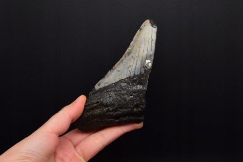 * MEGALODON REKIN SKAMIENIAŁY ZĄB RZADKA SKAMIENIAŁOŚĆ DO KOLEKCJI NR 1 *