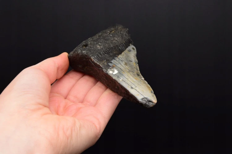 * MEGALODON REKIN SKAMIENIAŁY ZĄB RZADKA SKAMIENIAŁOŚĆ DO KOLEKCJI NR 1 *