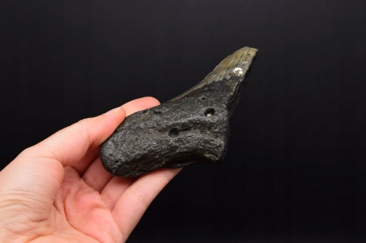 * MEGALODON REKIN SKAMIENIAŁY ZĄB RZADKA SKAMIENIAŁOŚĆ DO KOLEKCJI NR 1 *