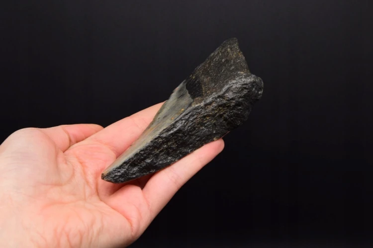* MEGALODON REKIN SKAMIENIAŁY ZĄB RZADKA SKAMIENIAŁOŚĆ DO KOLEKCJI NR 1 *