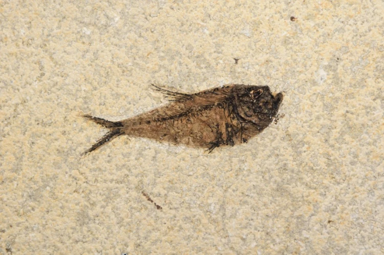 * SKAMIENIAŁA RYBA DIPLOMYSTUS USA CUDOWNIE ZACHOWANA SKAMIENIAŁOŚĆ NR 3 *