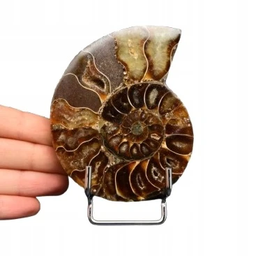* AMONIT MADAGASKAR ORYGINALNA SKAMIELINA SUPER OKAZ NR 5A *