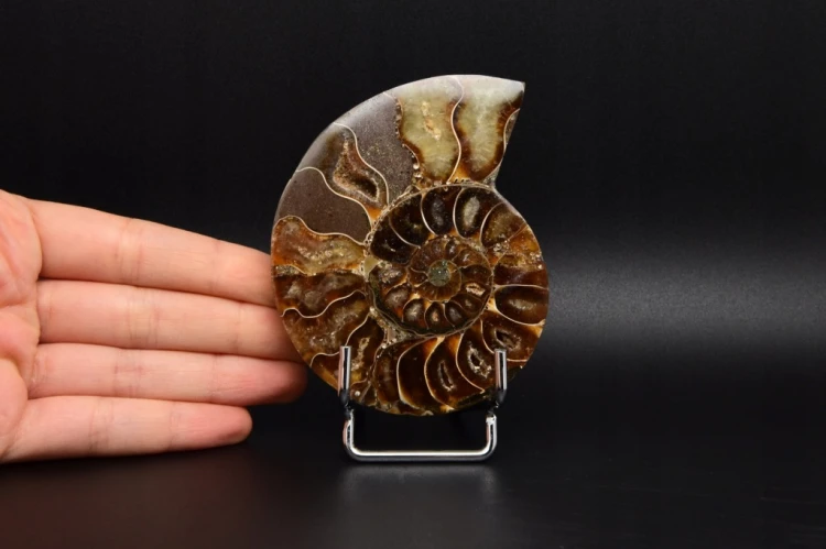 * AMONIT MADAGASKAR ORYGINALNA SKAMIELINA SUPER OKAZ NR 5A *