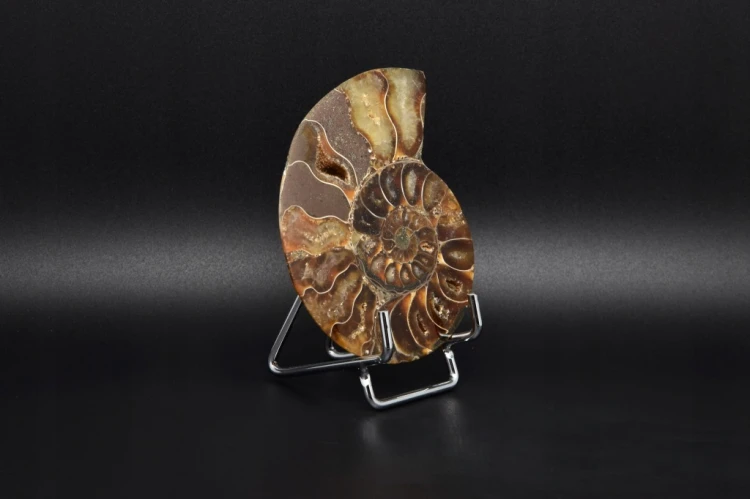 * AMONIT MADAGASKAR ORYGINALNA SKAMIELINA SUPER OKAZ NR 5A *