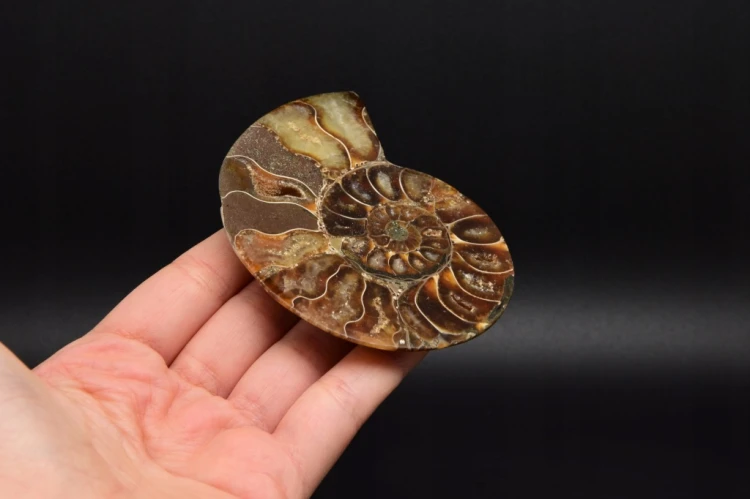 * AMONIT MADAGASKAR ORYGINALNA SKAMIELINA SUPER OKAZ NR 5A *