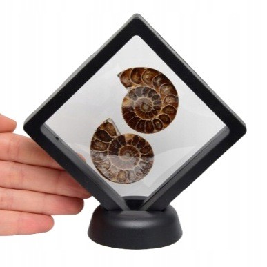 * AMONIT KOMPLET MADAGASKAR ORYGINALNA SKAMIENIAŁOŚĆ W RAMCE 3D NR 2 *