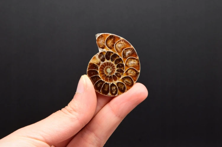 * AMONIT KOMPLET MADAGASKAR ORYGINALNA SKAMIENIAŁOŚĆ W RAMCE 3D NR 2 *