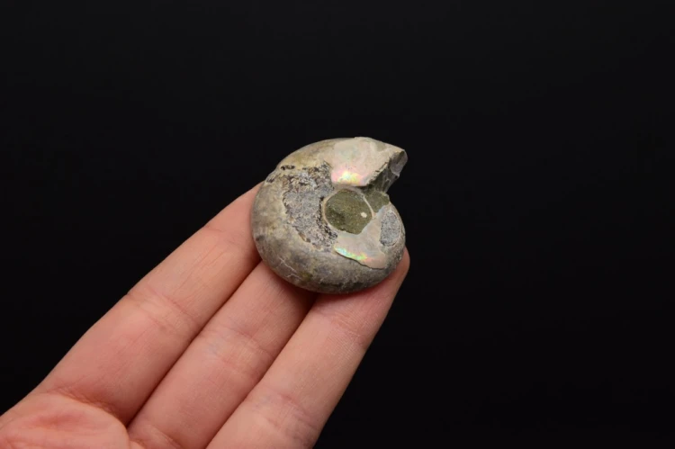 * AMONIT KOMPLET MADAGASKAR ORYGINALNA SKAMIENIAŁOŚĆ W RAMCE 3D NR 2 *