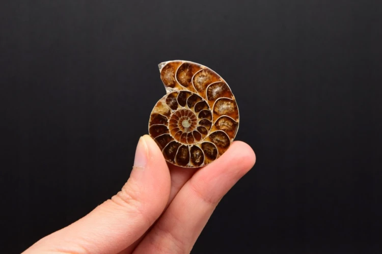 * AMONIT KOMPLET MADAGASKAR ORYGINALNA SKAMIENIAŁOŚĆ W RAMCE 3D NR 2 *