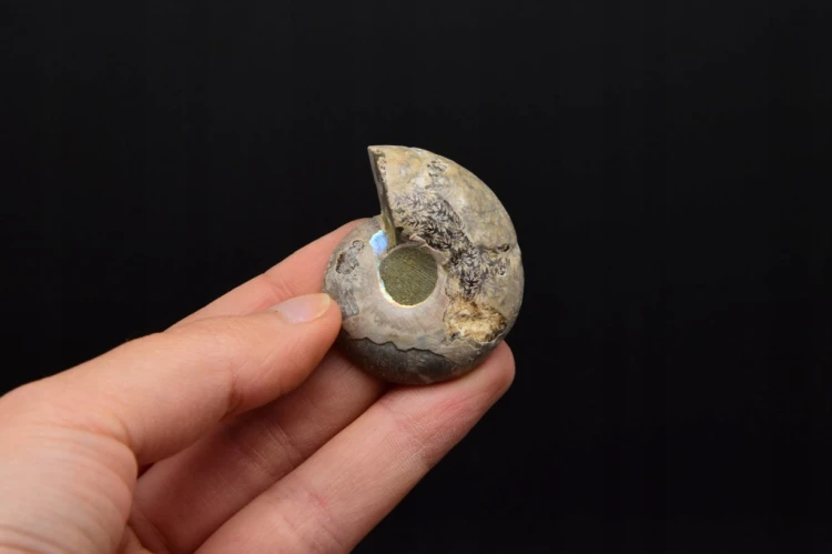 * AMONIT KOMPLET MADAGASKAR ORYGINALNA SKAMIENIAŁOŚĆ W RAMCE 3D NR 2 *
