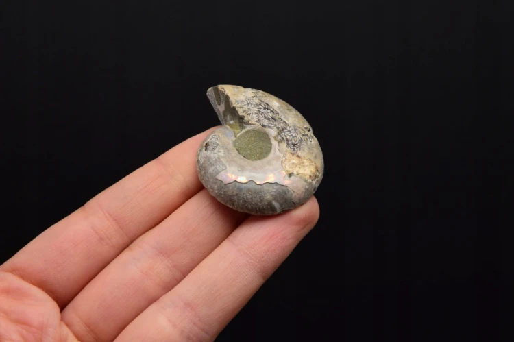 * AMONIT KOMPLET MADAGASKAR ORYGINALNA SKAMIENIAŁOŚĆ W RAMCE 3D NR 2 *