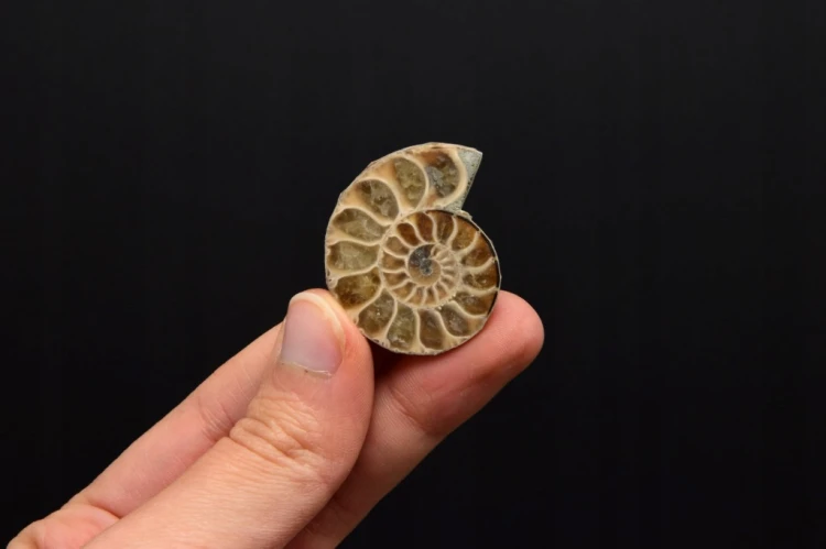 * AMONIT KOMPLET MADAGASKAR INTERESUJĄCY OKAZ W RAMCE 3D JASNA BARWA NR 3 *