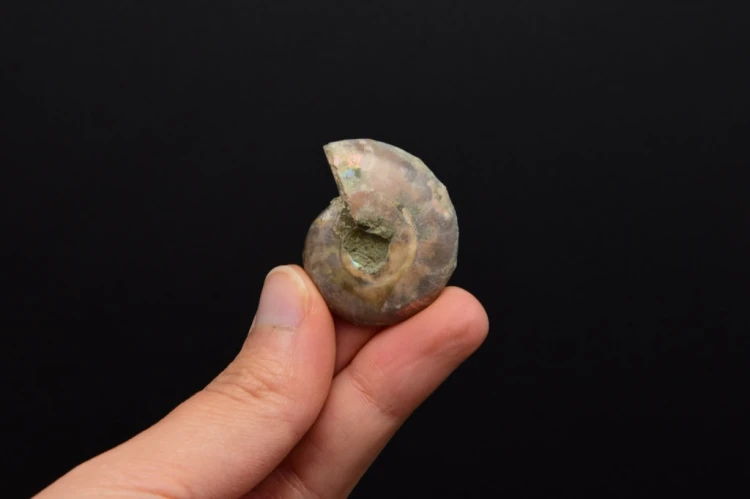 * AMONIT KOMPLET MADAGASKAR INTERESUJĄCY OKAZ W RAMCE 3D JASNA BARWA NR 3 *