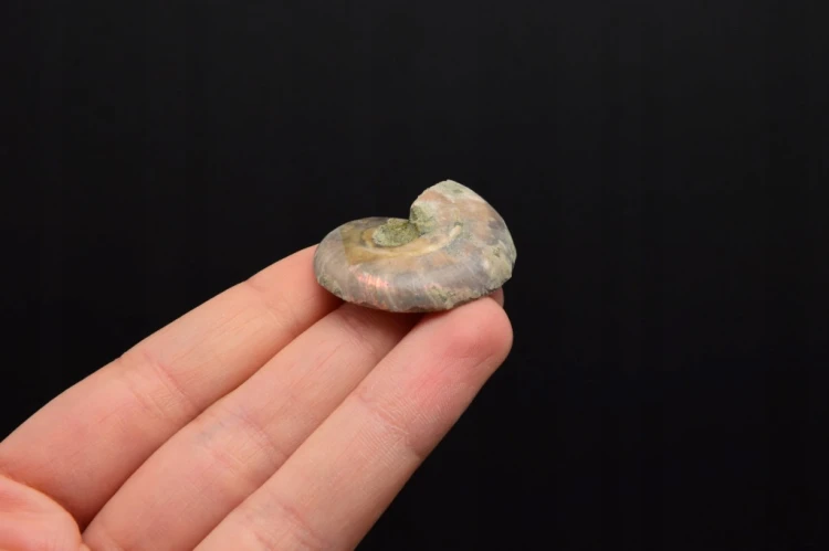* AMONIT KOMPLET MADAGASKAR INTERESUJĄCY OKAZ W RAMCE 3D JASNA BARWA NR 3 *