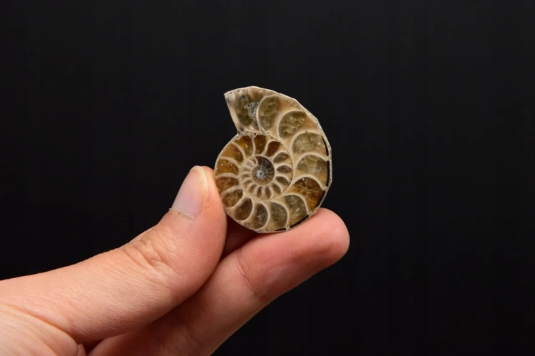 * AMONIT KOMPLET MADAGASKAR INTERESUJĄCY OKAZ W RAMCE 3D JASNA BARWA NR 3 *