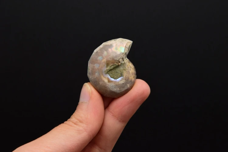 * AMONIT KOMPLET MADAGASKAR INTERESUJĄCY OKAZ W RAMCE 3D JASNA BARWA NR 3 *