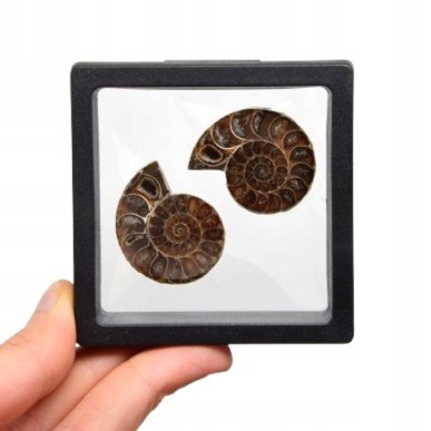 * AMONIT KOMPLET MADAGASKAR ELEGANCKA SKAMIENIAŁOŚĆ W RAMCE 3D NR 4 *