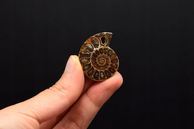 * AMONIT KOMPLET MADAGASKAR ELEGANCKA SKAMIENIAŁOŚĆ W RAMCE 3D NR 4 *