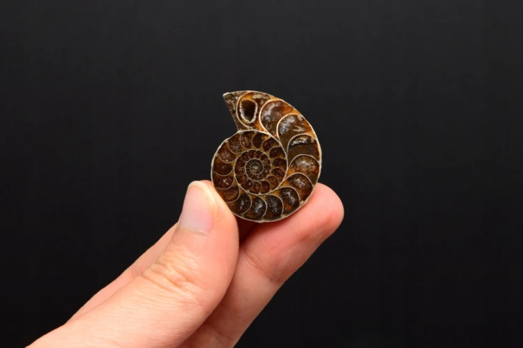* AMONIT KOMPLET MADAGASKAR ELEGANCKA SKAMIENIAŁOŚĆ W RAMCE 3D NR 4 *