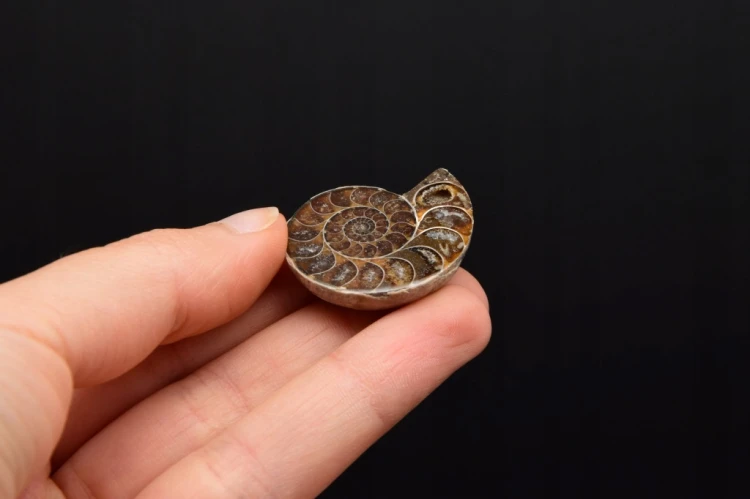 * AMONIT KOMPLET MADAGASKAR ELEGANCKA SKAMIENIAŁOŚĆ W RAMCE 3D NR 4 *