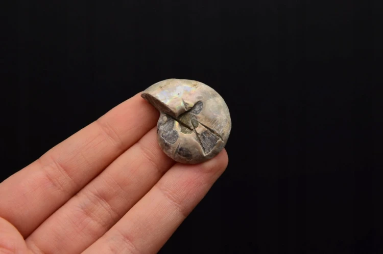 * AMONIT KOMPLET MADAGASKAR ELEGANCKA SKAMIENIAŁOŚĆ W RAMCE 3D NR 4 *