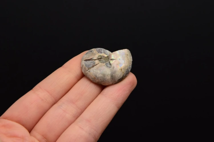 * AMONIT KOMPLET MADAGASKAR ELEGANCKA SKAMIENIAŁOŚĆ W RAMCE 3D NR 4 *