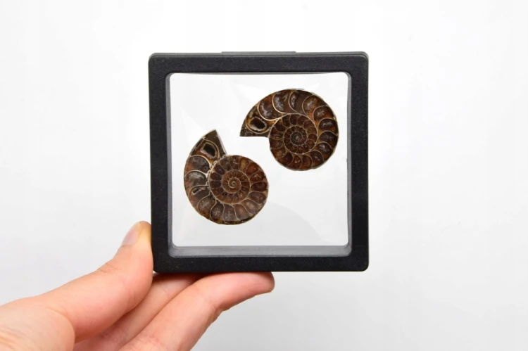 * AMONIT KOMPLET MADAGASKAR ELEGANCKA SKAMIENIAŁOŚĆ W RAMCE 3D NR 4 *