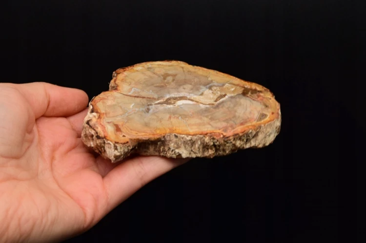 * SKAMIENIAŁE DREWNO MADAGASKAR UROKLIWY PLASTER DO KOLEKCJI NR 9 *