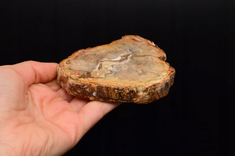 * SKAMIENIAŁE DREWNO MADAGASKAR UROKLIWY PLASTER DO KOLEKCJI NR 9 *