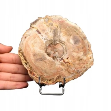 * SKAMIENIAŁE DREWNO MADAGASKAR ŚLICZNY PLASTER PIĘKNA DEKORACJA NR 8 *