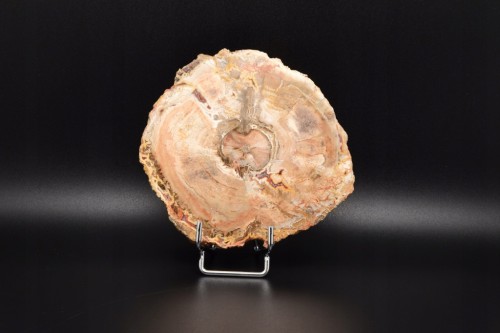 * SKAMIENIAŁE DREWNO MADAGASKAR ŚLICZNY PLASTER PIĘKNA DEKORACJA NR 8 *