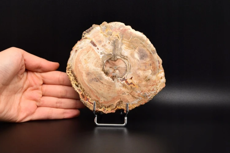 * SKAMIENIAŁE DREWNO MADAGASKAR ŚLICZNY PLASTER PIĘKNA DEKORACJA NR 8 *