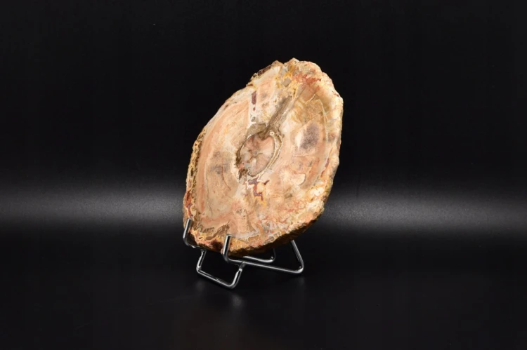 * SKAMIENIAŁE DREWNO MADAGASKAR ŚLICZNY PLASTER PIĘKNA DEKORACJA NR 8 *
