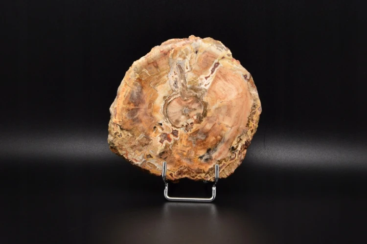 * SKAMIENIAŁE DREWNO MADAGASKAR ŚLICZNY PLASTER PIĘKNA DEKORACJA NR 8 *