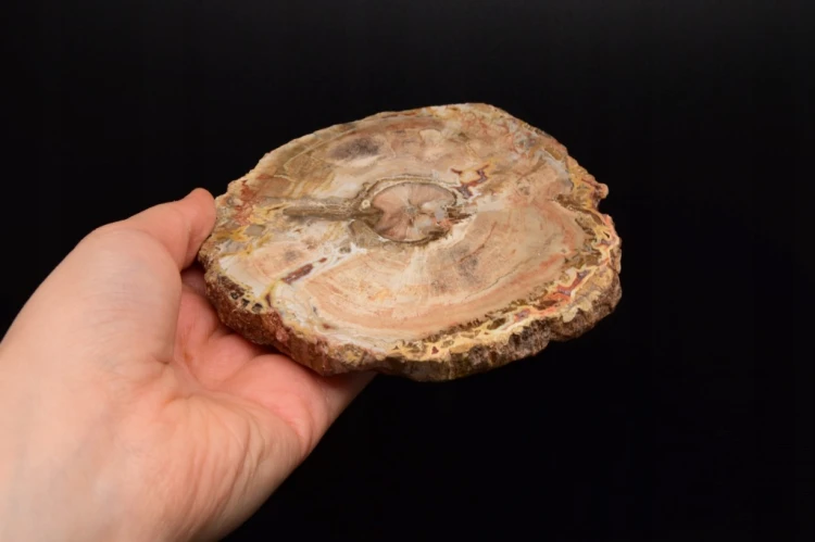 * SKAMIENIAŁE DREWNO MADAGASKAR ŚLICZNY PLASTER PIĘKNA DEKORACJA NR 8 *
