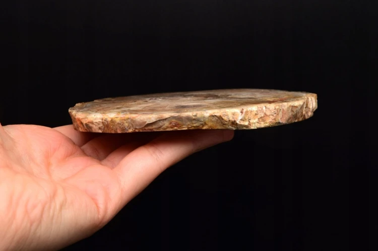 * SKAMIENIAŁE DREWNO MADAGASKAR ŚLICZNY PLASTER PIĘKNA DEKORACJA NR 8 *