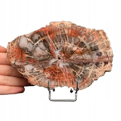 * SKAMIENIAŁE DREWNO MADAGASKAR INTERESUJĄCY PLASTER PIĘKNA BARWA NR 7 *