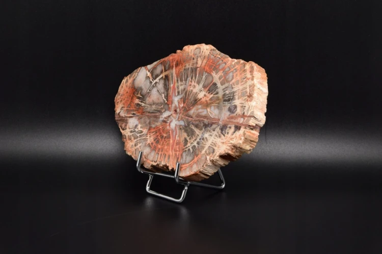 * SKAMIENIAŁE DREWNO MADAGASKAR INTERESUJĄCY PLASTER PIĘKNA BARWA NR 7 *