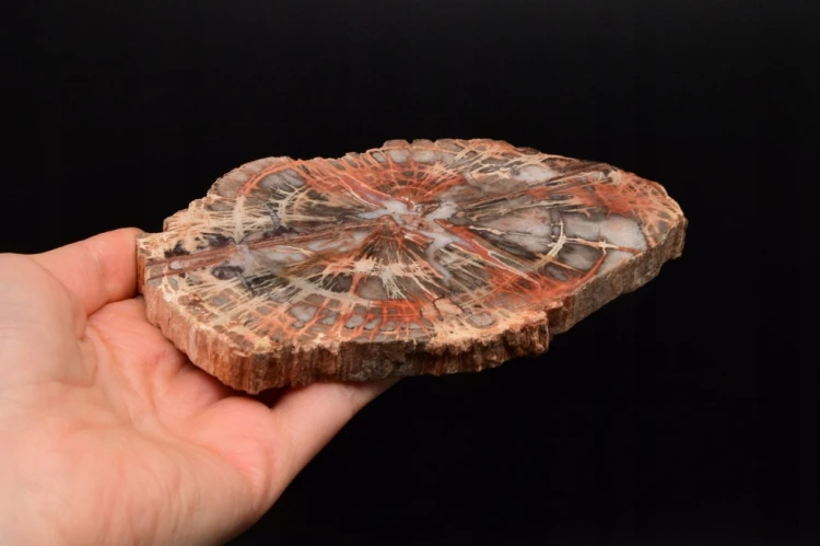 * SKAMIENIAŁE DREWNO MADAGASKAR INTERESUJĄCY PLASTER PIĘKNA BARWA NR 7 *