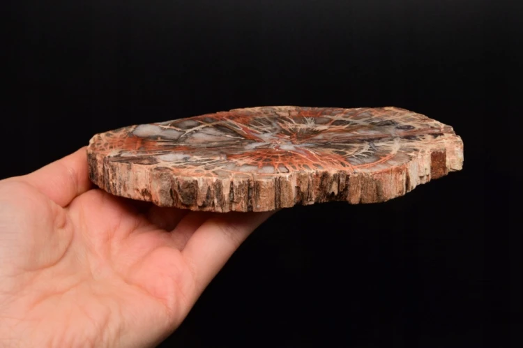 * SKAMIENIAŁE DREWNO MADAGASKAR INTERESUJĄCY PLASTER PIĘKNA BARWA NR 7 *