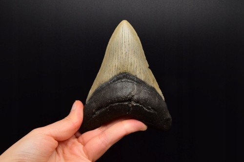 * MEGALODON REKIN CAŁY SKAMIENIAŁY ZĄB PRAWDZIWY ZJAWISKOWY OKAZ NR 2 *