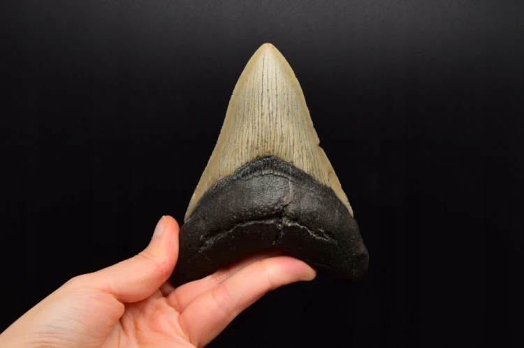 * MEGALODON REKIN CAŁY SKAMIENIAŁY ZĄB PRAWDZIWY ZJAWISKOWY OKAZ NR 2 *