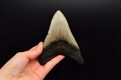* MEGALODON REKIN CAŁY SKAMIENIAŁY ZĄB PRAWDZIWY ZJAWISKOWY OKAZ NR 2 *